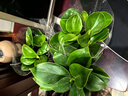 泰西絲金鉆盆栽室內桌面綠植擺件好養易活 金鉆3株【不含盆】源頭直發(fā) 曬單實(shí)拍圖