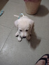 拉布拉多幼犬純種活體雙血統真狗寵物狗幼崽神小七導盲犬活物白色 血統級 白色公 曬單實(shí)拍圖