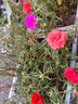 北蔬 太陽(yáng)花種子苗重瓣混色四季種開(kāi)花草花種籽 卓脆太陽(yáng)花種子3萬(wàn)粒 曬單實(shí)拍圖