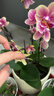 歐芽蝴蝶蘭盆栽帶花苞客廳辦公室桌面四季好養花卉綠植開(kāi)業(yè) 橙紅色系蝴蝶蘭【6花劍 帶花苞】+陶瓷花盆 曬單實(shí)拍圖