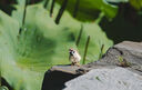 騰龍（Tamron）A057 150-500mm F/5-6.7 VC防抖拍鳥(niǎo)體育超長(cháng)焦150-500全畫(huà)幅微單鏡頭150500 尼康Z卡口 官方標配【送騰龍UV濾鏡大禮包】 曬單實(shí)拍圖