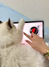 Apple/蘋果 iPad Air 11英寸 M3芯片2025年款 平板電腦 (256GB WLAN版)星光色 曬單實拍圖