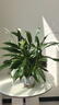 【熱銷(xiāo)款】白掌一帆風(fēng)順盆栽水培植物室內花綠植紅掌發(fā)財樹(shù)吸甲醛 【店主推薦】特級白掌6-8株帶花+早安盆+營(yíng)養液 曬單實(shí)拍圖