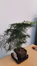 文竹盆栽植物室內花卉盆景客廳辦公室桌面小綠植好養云竹四季常青 精品文竹+原生盆 曬單實(shí)拍圖