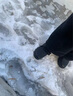 回力 雪地靴男冬季新款東北棉鞋男大碼抗寒防水加絨保暖輕便防滑靴子 黑色棉鞋-普通版 加絨 41  (255mm) 曬單實(shí)拍圖