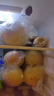 隴百味蘋(píng)果新鮮現摘 山西運城紅富士脆甜 當季應季時(shí)令水果整箱產(chǎn)地直發(fā) 精品果凈重4.5斤 單果75-80mm 曬單實(shí)拍圖