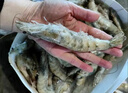 北海灣 厄瓜多爾白蝦 大蝦鮮活速凍鹽凍南美白蝦基圍蝦海蝦對蝦海鮮批發(fā) 【特大蝦 15-18cm】 3斤(凈重) 曬單實(shí)拍圖