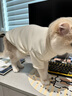 Cheepet趣派狗狗衣服基礎打底兩腿衣雪納瑞馬爾濟斯日常柔軟內搭狗狗衣服 米色 L胸44背30（建議6-9斤） 曬單實(shí)拍圖