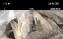 萬(wàn)景 北海鮮凍白蝦 國產(chǎn)白蝦 單凍無(wú)冰凈重4斤 100-120只 中秋聚餐  曬單實(shí)拍圖