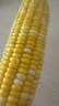 京鮮生云南水果玉米5斤 鮮甜玉米棒 甜脆多汁 新鮮蔬菜 源頭直發(fā)包郵 曬單實(shí)拍圖