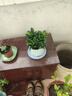 綠有意 綠植花卉辦公室客廳桌面盆栽擺件簡(jiǎn)約創(chuàng  )意網(wǎng)紅北歐綠植ins云朵盆 梔子花+甜甜圈PET樹(shù)脂盆+托盤(pán)+肥料 北歐風(fēng)格網(wǎng)紅綠植 曬單實(shí)拍圖