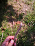 得力（deli）修枝剪刀樹(shù)枝剪 升級SK5鋼果樹(shù)剪花枝剪盆栽花卉園林園藝修枝神器 曬單實(shí)拍圖