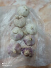鶴來(lái)香山東金鄉大蒜頭紫皮新蒜蔬菜大祘農家多瓣新鮮紅皮蒜當季新大頭蒜 精品【干蒜中果】帶箱2斤 精品新大蒜 曬單實(shí)拍圖