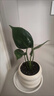 龜背竹盆栽客廳室內大葉植物小苗花卉耐除甲醛好養桌面綠植 【買(mǎi)一送一】小龜背竹30cm【甜甜圈陶瓷盆】 無(wú)規格 曬單實(shí)拍圖