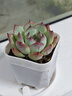 迎虞花苑多肉植物陽(yáng)臺綠植盆栽 吉娃娃 單株 曬單實(shí)拍圖