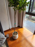 愛(ài)優(yōu)尚香水檸檬樹(shù)盆栽綠植大型室內客廳植物吸甲醛陽(yáng)臺四季好養源頭直發(fā) 曬單實(shí)拍圖