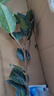 四季茶花重瓣大花型室內盆栽室外陽(yáng)臺花卉花期長(cháng)耐寒耐熱好養促銷(xiāo) 原生4年苗含盆高50-60多公分 當年開(kāi) 曬單實(shí)拍圖