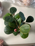 大海邊 小盼菩提盆栽室內好養凈化空氣書(shū)房臥室辦公室桌面綠植擺件 小盼菩提+小喜陶瓷盆＋圓底座 曬單實(shí)拍圖