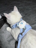 柒哦貓咪牽引繩可調節遛貓繩子可愛(ài)幼貓外出專(zhuān)用胸背帶小型犬寵物用品 小熊-藍色【背心式 雙重鎖扣 防掙脫】 S-建議2-6斤【具體需以胸圍尺碼為準】 曬單實(shí)拍圖