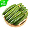 京鮮生 山東荷蘭水果黃瓜凈重5斤 單果100g+ 健康輕食早餐 源頭直發(fā) 曬單實(shí)拍圖