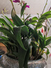 香水石斛蘭花苗盆栽四季開(kāi)花帶花劍好養花卉植物客廳辦公桌面綠植 香水石斛蘭帶花原盆土約30cm高 曬單實(shí)拍圖