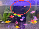 觀(guān)賞螺 蘋(píng)果螺 魚(yú)缸除藻清潔活體寵物好養易活 *蘋(píng)果螺0.5-0.8cm  4+2備損 曬單實(shí)拍圖