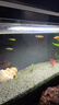 冷水黃金泥鰍苗金色清潔魚(yú)工具魚(yú)清道夫好養耐活新練手觀(guān)賞小金魚(yú) 清道夫6-7cm黃+黑各一條 曬單實(shí)拍圖