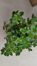 四季常青金魚花吊蘭盆栽室內(nèi)綠植花卉多肉植物發(fā)財樹好養(yǎng)易活客廳 金魚吊蘭【整盆20-30顆】原盆土 曬單實拍圖