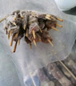 鮮京采內蒙古孜然羊肉串凈重2斤 （50串）露營戶外燒烤 京東自有品牌 曬單實拍圖