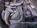 蝦有蝦途去頭小黃花魚(yú)鮮活冷凍小黃魚(yú)海捕魚(yú)海魚(yú)整箱批發(fā)價(jià)4斤凈重 【去頭】深海小黃魚(yú) 4斤去頭小黃魚(yú) 曬單實(shí)拍圖