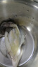 漁游記全籽筆管魚(yú)1000g 保護冰0.1kg魷魚(yú)海兔子籽烏滿(mǎn)籽帶籽軟足類(lèi) 曬單實(shí)拍圖