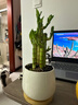 富貴竹節節高室內植物桌面綠植帶根粗枝步步高花卉文昌竹客廳盆栽 富貴竹四枝（白色、蛋形盆）+熊貓+黑石子+竹托 曬單實(shí)拍圖