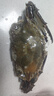 舟山梭子蟹鮮活特大野生大螃蟹新鮮冷凍海鮮水產(chǎn)海蟹飛蟹白蟹順豐 7-9兩/只【5斤凈重 特大肥壯】 曬單實(shí)拍圖