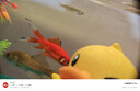 畫(huà)法幾何米家智能生態(tài)魚(yú)缸小黃鴨聯(lián)名米家APP智能喂食 曬單實(shí)拍圖