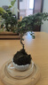 開(kāi)時(shí)果 臺灣達摩小葉九里香 桌面微型趣味迷你盆栽綠植盆景源頭直發(fā)包郵 達摩九里香+圓形瓷盆 曬單實(shí)拍圖