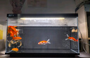 當貝智能生態(tài)魚(yú)缸1Ultra 一體缸自循環(huán)桌面魚(yú)缸 財運石造景套餐 曬單實(shí)拍圖
