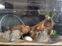 畫(huà)法幾何魚(yú)缸造景套餐仿真沉木造景米家智能魚(yú)缸專(zhuān)用 曬單實(shí)拍圖
