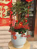 帶紅果黃金萬兩綠植室內(nèi)客廳好養(yǎng)富貴子年宵花植物 【果期帶果 】特級富貴籽(原土盆) 含盆+掛件+2燈籠 曬單實拍圖