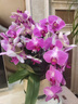 蝴蝶蘭盆栽蘭花 年宵花生日禮物開(kāi)業(yè)喬遷暖居室內綠植四季 浪漫情人6苗6梗＋高腳凹凸盆（帶花帶花苞發(fā)貨） 曬單實(shí)拍圖