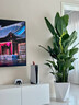 瑯闕天堂鳥(niǎo)盆栽室內客廳大型綠植辦公室大葉植物花卉新房源頭直發(fā) 曬單實(shí)拍圖