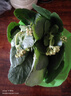 長(cháng)壽花盆栽重瓣金狐貍大花帶花苞花苗四季室內開(kāi)花好養的花卉植物 （A級精品）金狐貍【帶花苞 原盆發(fā)貨】 帶盆栽好 曬單實(shí)拍圖