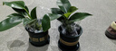 買(mǎi)一盆送一盆大葉金鉆綠公主室內四季常青綠植水培盆栽辦公室裝飾 【除甲醛】金鉆/特大盆【買(mǎi)一送一】含加侖盆+肥料 曬單實(shí)拍圖