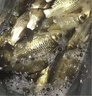 谷蜀香醉魚(yú)藥特效暈魚(yú)劑魚(yú)用麻醉專(zhuān)用江河野釣魚(yú)清塘魚(yú)藥一塘清醉魚(yú)靈 1瓶裝[醉魚(yú)專(zhuān)用] 曬單實(shí)拍圖