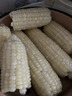 顧果鮮新鮮白糯牛奶玉米當季現摘帶皮嫩苞谷代餐甜糯玉米棒子蔬菜整箱 9斤 曬單實(shí)拍圖