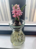盆栽花卉四季秋冬耐寒郁金香套裝土培綠植風(fēng)信子水培室內種球水養 黃色3球+大圓盤(pán)+4袋營(yíng)養液 16-17CM 曬單實(shí)拍圖