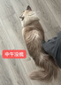 克莉斯汀森（Chris Christensen）美國進(jìn)口寵物排梳美容貓毛梳狗梳開(kāi)結造型梳浮毛 【504】8.5英寸排梳(細/寬） 曬單實(shí)拍圖