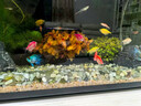 當貝智能生態(tài)魚(yú)缸1Ultra 一體缸自循環(huán)魚(yú)缸+希騰聚財山造景套餐 曬單實(shí)拍圖