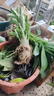 【夏季新品】稀有多頭沙漠玫瑰重瓣老樁濃香多肉綠植四季室內外 多色花    根直徑（2-4公分） 帶黑色育苗盆發(fā)貨 曬單實(shí)拍圖