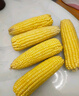 京鮮生&佳農寶菜山東水果玉米單根275g+鮮甜多汁4-7根凈重4.6斤源頭直發(fā) 曬單實(shí)拍圖