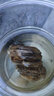 小型金魚(yú)孔雀魚(yú)專(zhuān)用魚(yú)糧魚(yú)飼料魚(yú)食顆粒上浮熱帶魚(yú)斑馬斗魚(yú)通用糧 0.3mm上浮顆粒-小型魚(yú)通用丨2-4cm魚(yú)體 20克/袋丨袋子散裝 增色增肥丨上浮顆粒丨高蛋白 曬單實(shí)拍圖